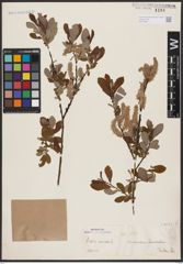 Foto von Salix aurita L.